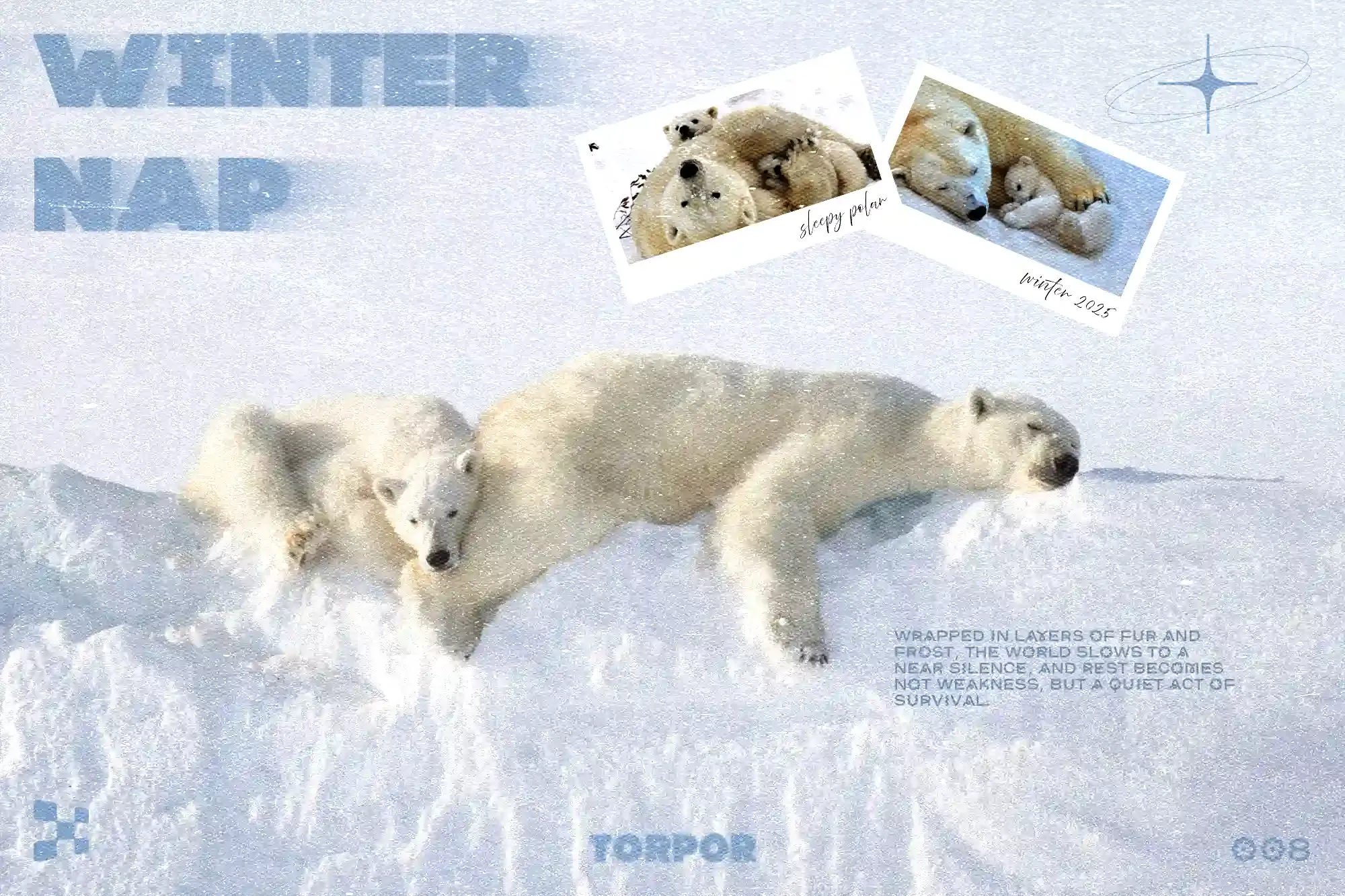 polar bear